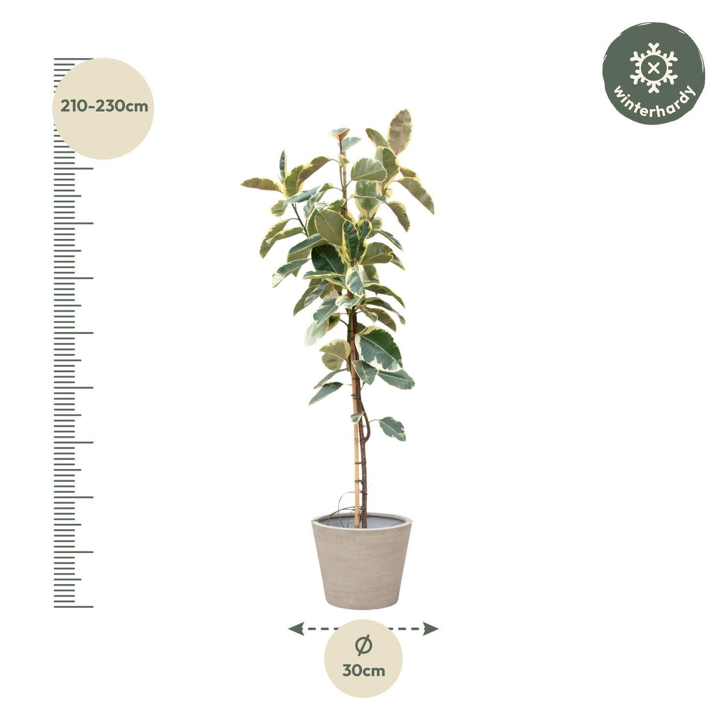 Ficus Tineke Op Stam - 220cm - ø30