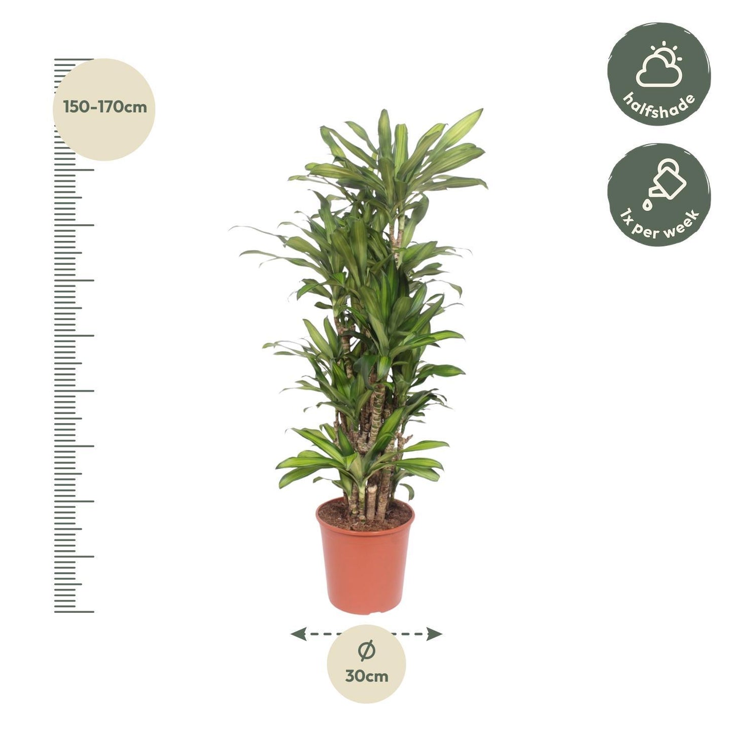 Dracaena Eve - 160 cm  - ø30