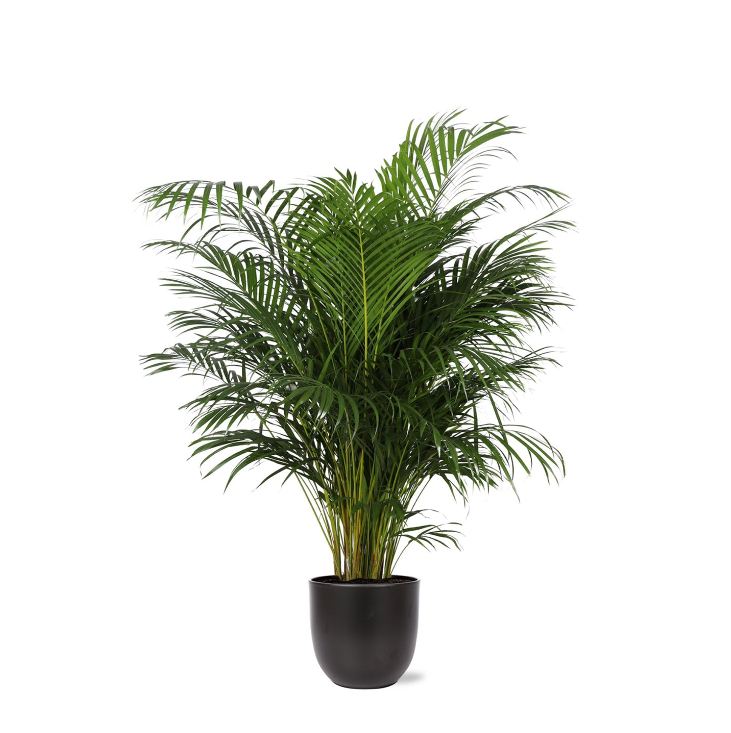 Dypsis Lutescens (Areca Palm) Ø27cm ↕160cmi m Boule ANTRACIET-Topf