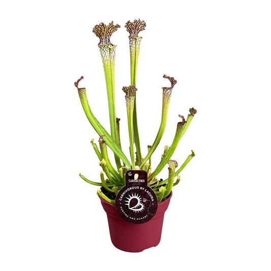 Sarracenia Farnhamii - Ø12cm - ↕40cm