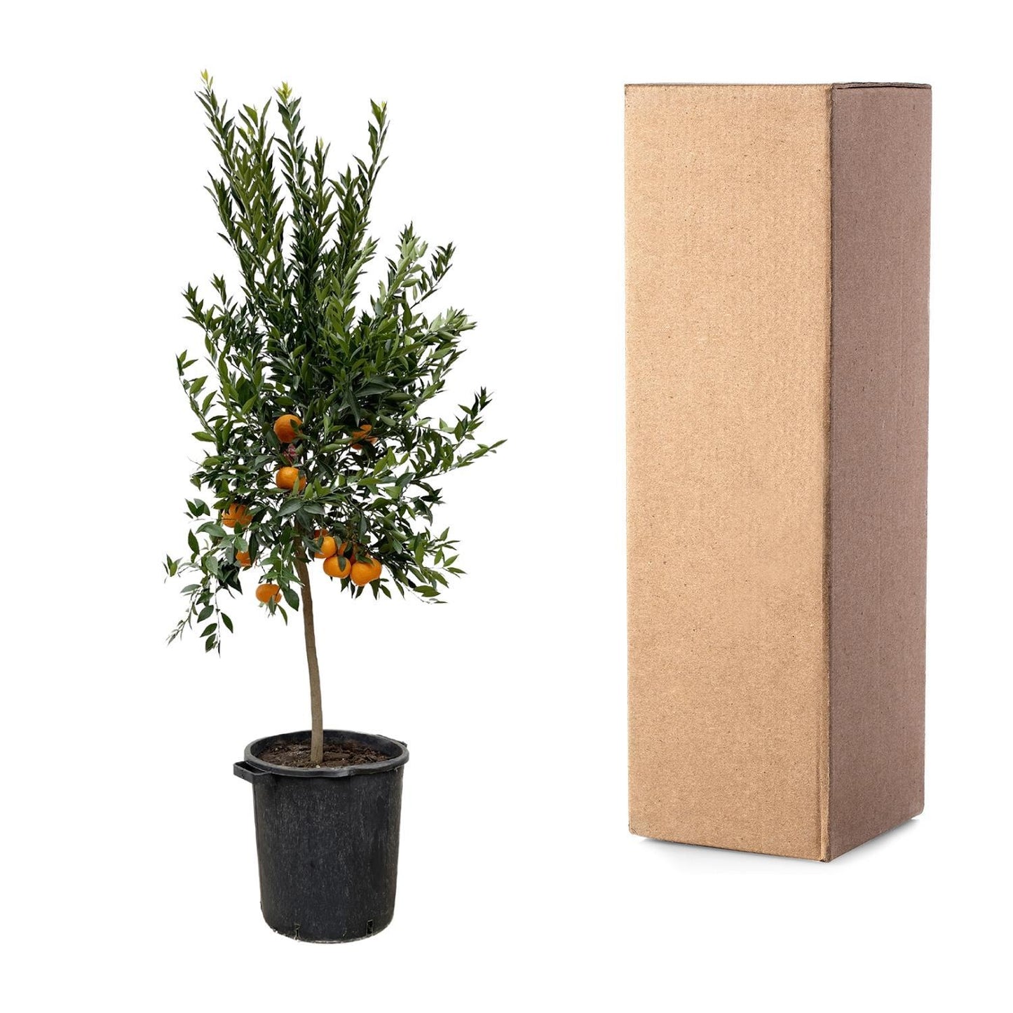 Mandarinenbaum - Citrus Mandarino - 200 cm - Ø40 cm | Exotischer Baum für Fruchtigen Genuss