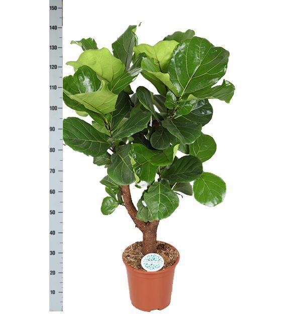 Ficus Lyrata (vertakt) Ø27cm ↕130cm in Albury NATURAL mand