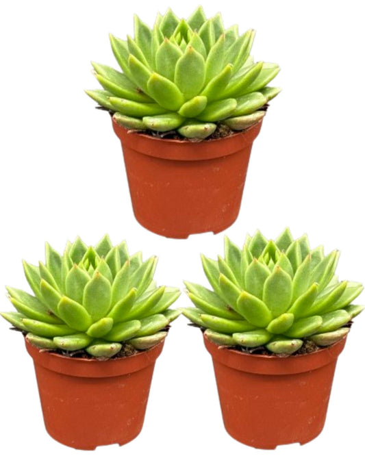 Sukkulenten - Echeveria Agavoides - Ø8,5 cm - Höhe 9-14 cm - 3 Stück