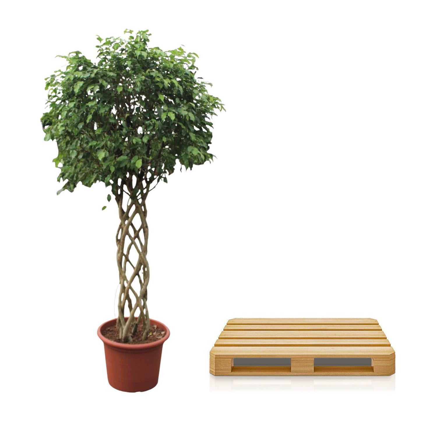 Ficus Benjamina Exotica mit Geflochtenem Stamm - 250 cm - Ø55 cm