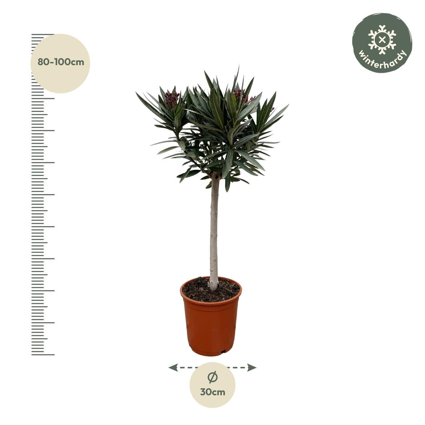 Nerium Oleander auf Stiel mit Weißen Blüten – 90 cm Höhe, Ø22 cm