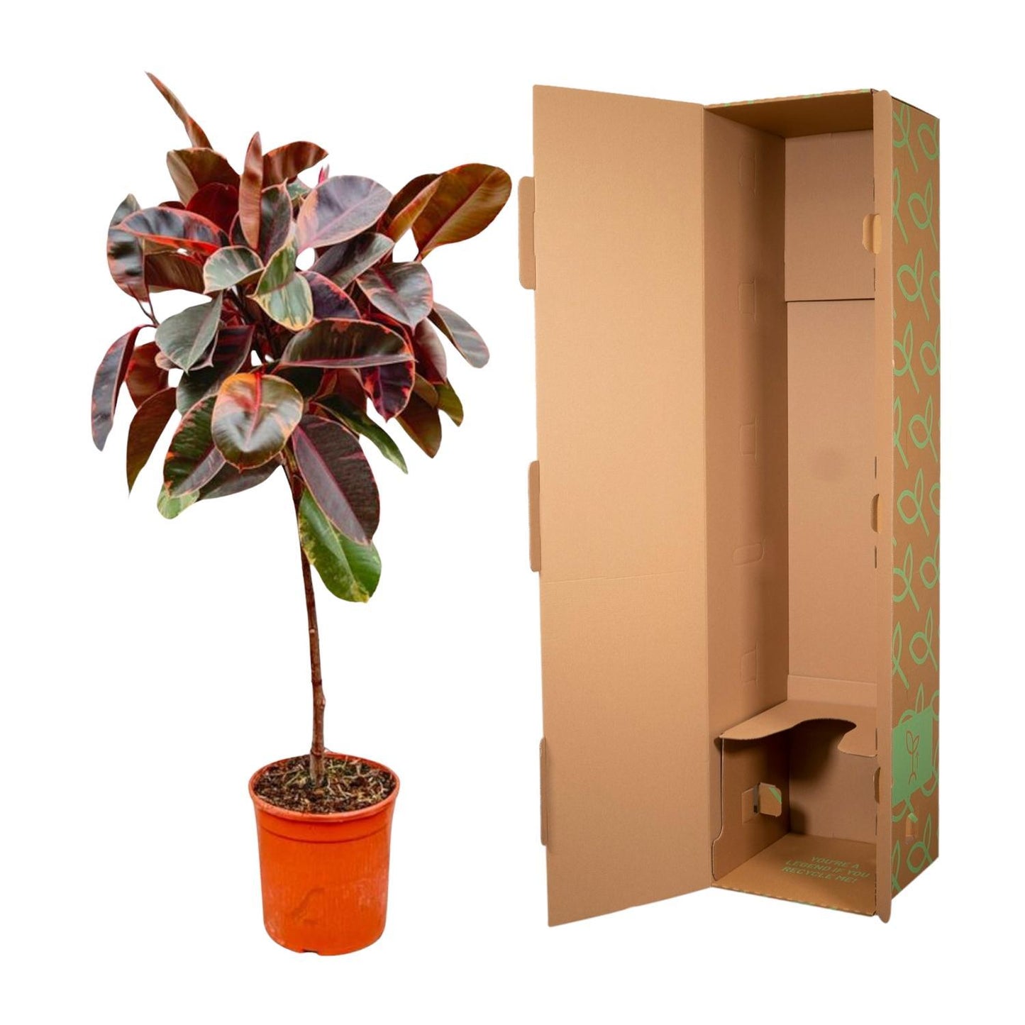 Ficus Elastica Belize am Stamm - 130cm - ø24