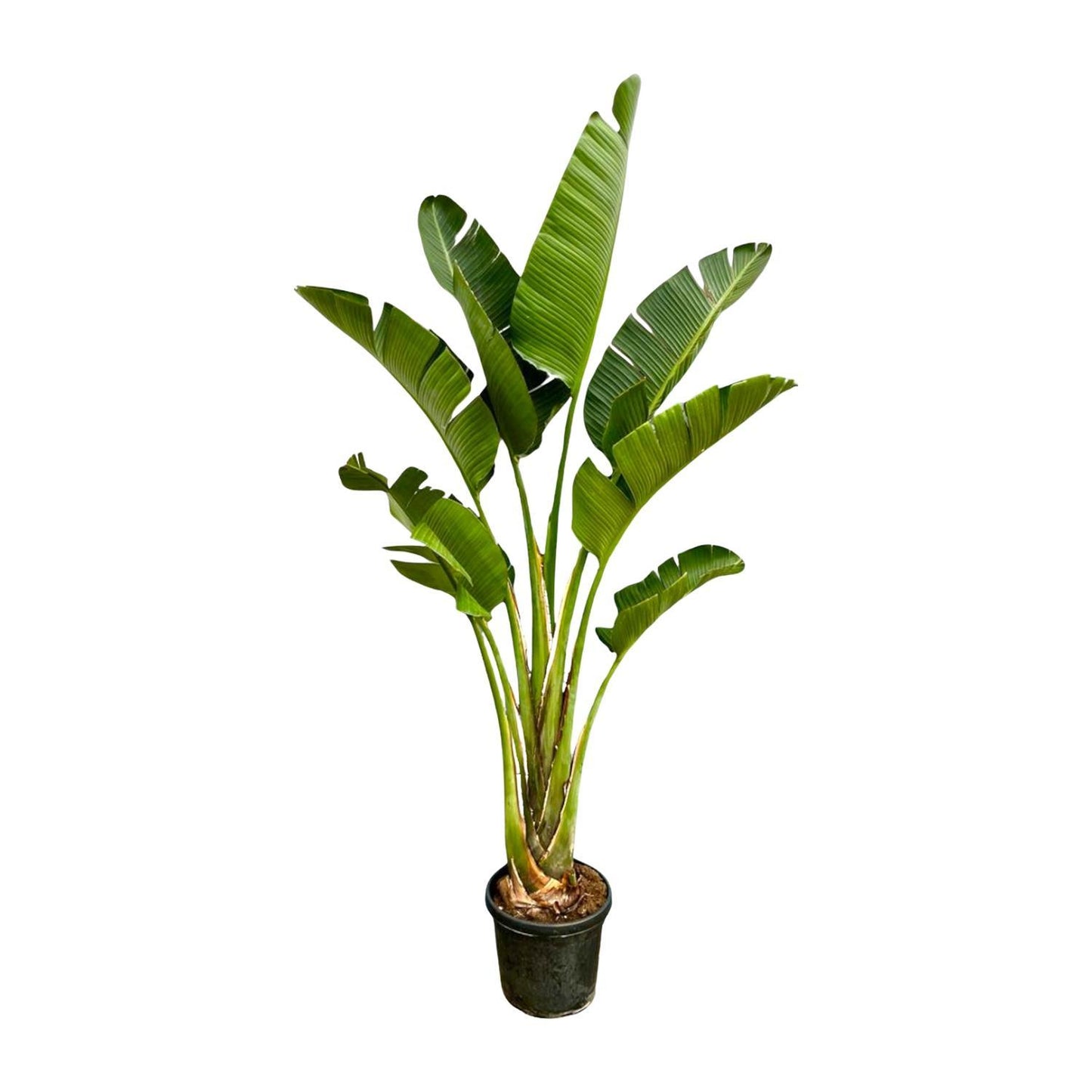 Strelitzia Augusta - 250cm - ⌀45