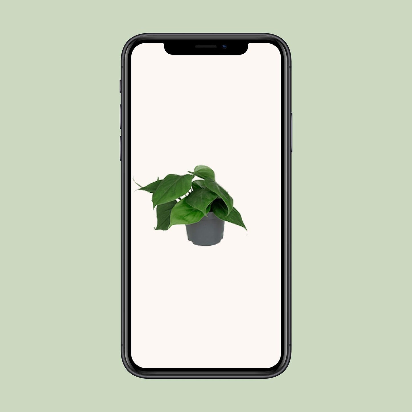 Philodendron Scandens – Kompakter Kletterphilodendron für charmante Innenräume (Ø 12 cm, Höhe 15 cm)