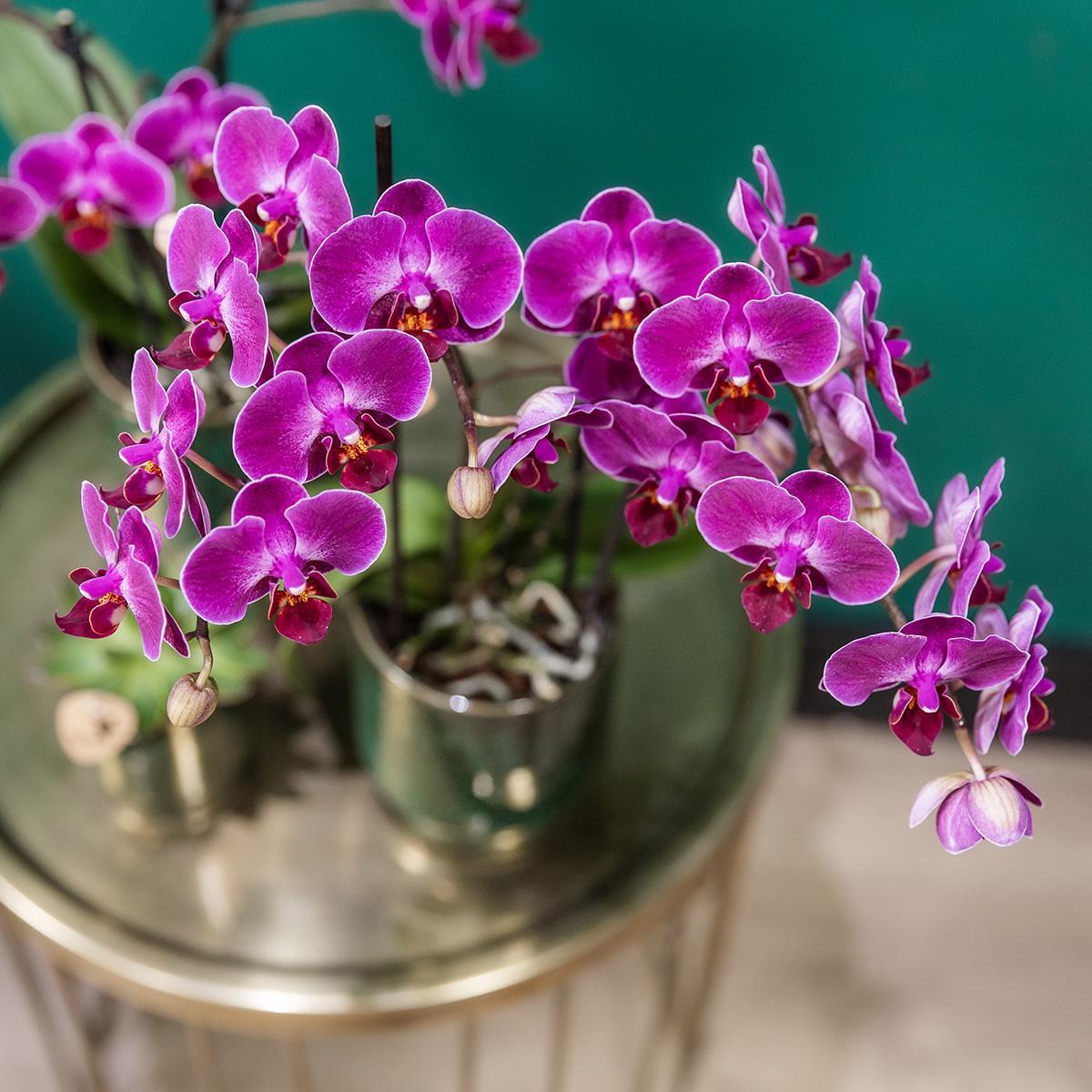 Lila Phalaenopsis Orchidee - Morelia Classy grün- Topfgröße Ø9cm | blühende Zimmerpflanze - frisch vom Züchter