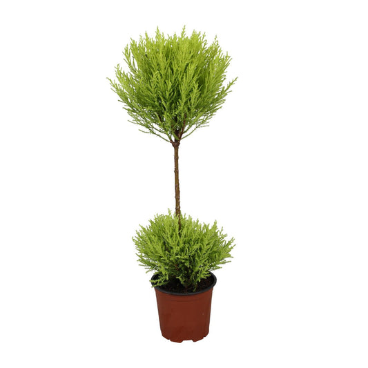 Cupressus Goldcrest Wilma - Ø14cm - ↕60cm