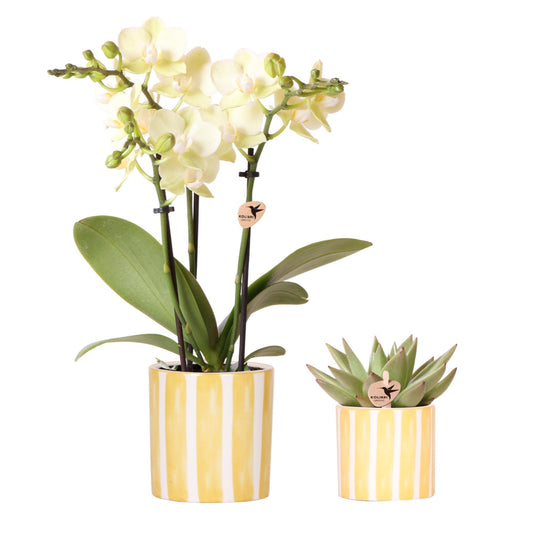 Kolibri Orchids | Set aus gelber Orchidee Mexico und Sukkulente im Painted Stripe Ziertopf - Topfgröße Ø9cm & Ø6cm | blühende Zimmerpflanze - frisch vom Züchter