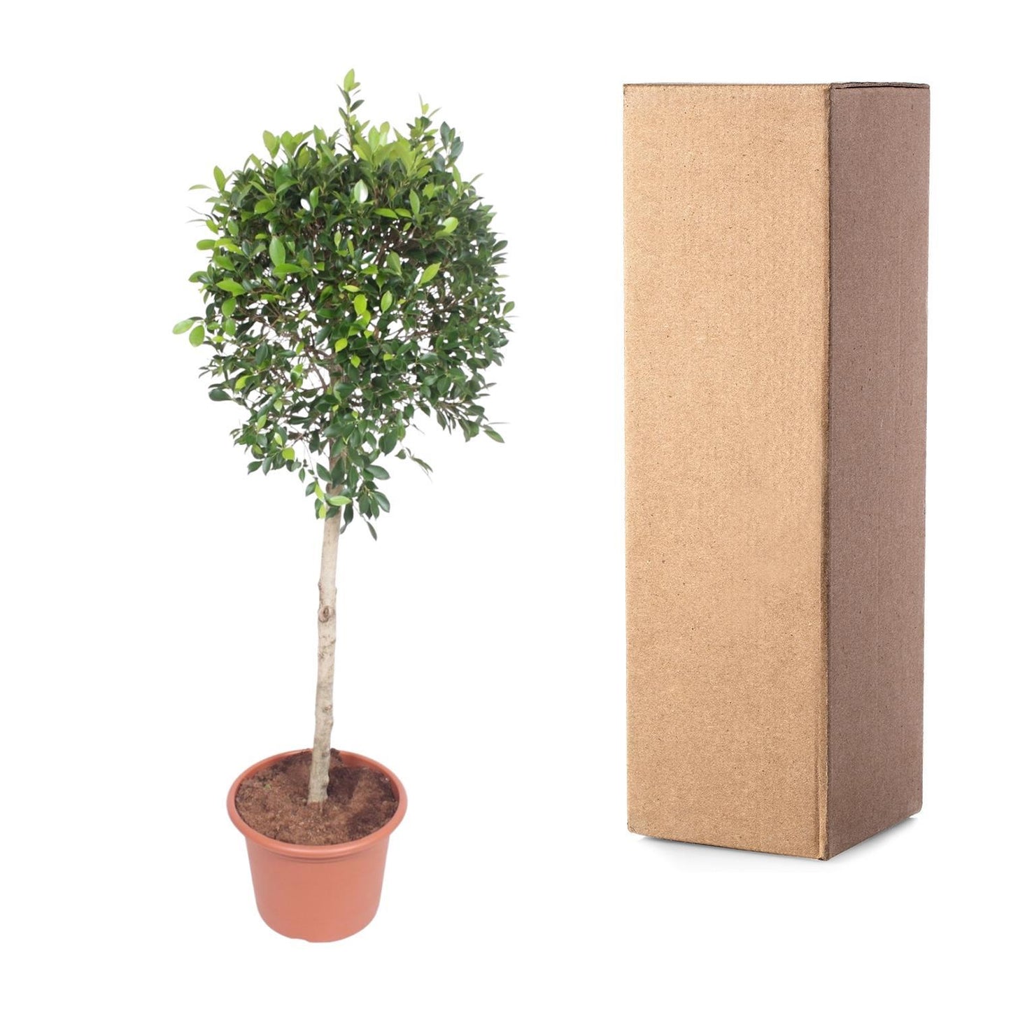 Ficus Nitida boom - 170 cm - ø40