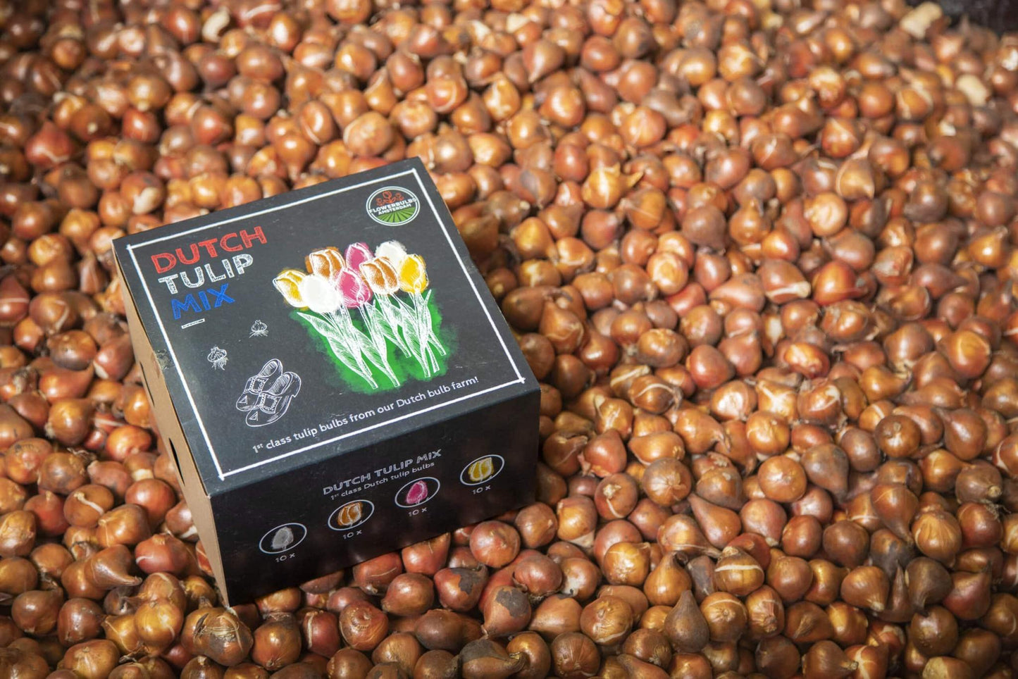 Flowerbulbs Amsterdam Dutch Tulip Mix - Luxusbox mittel, 40 Premium Tulpenzwiebeln, Größe 12+