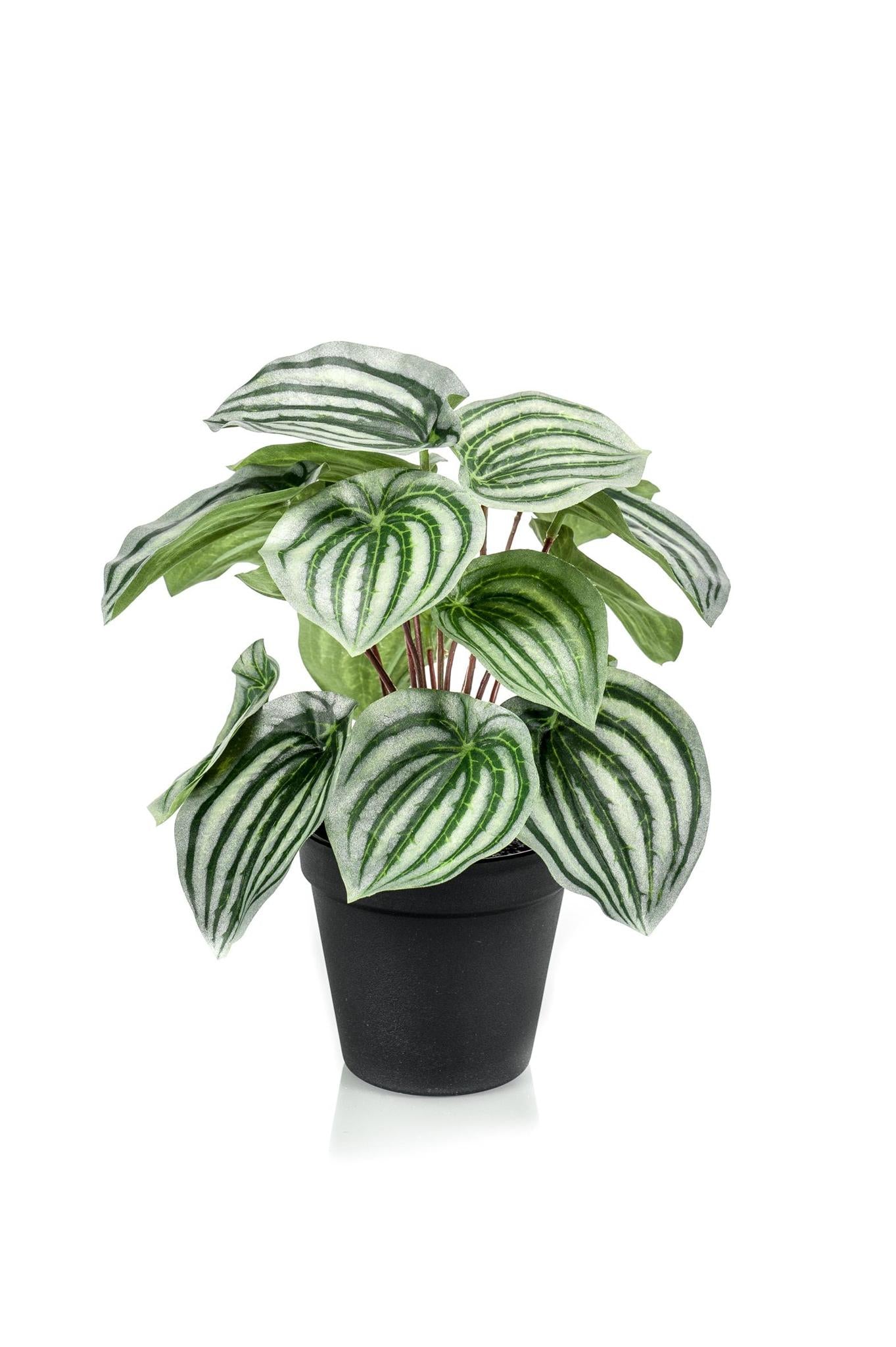 Kunstpflanze - Peperomia Argyreia - Watermelon Peperomie - 25 cm