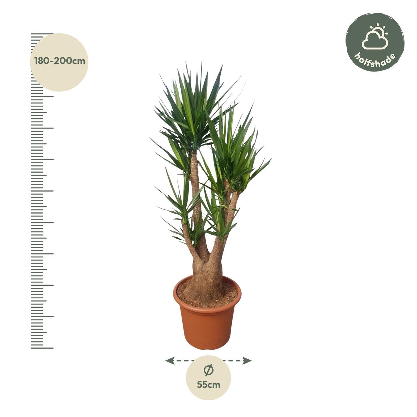 Yucca Elephantipes vertakt - 190 cm - ø55