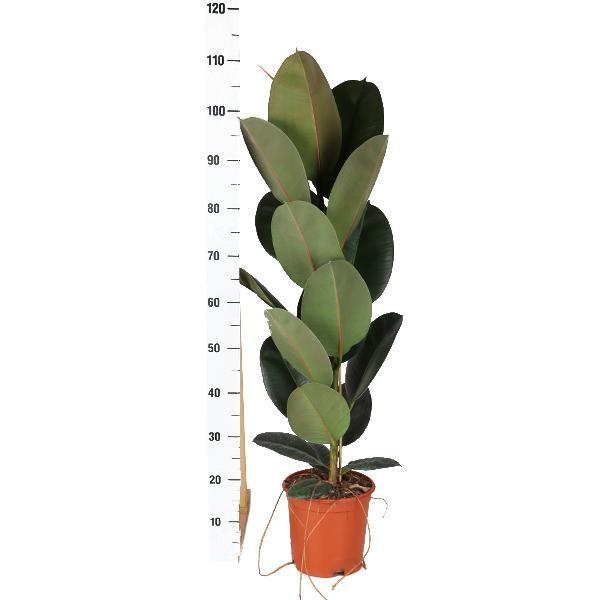 Ficus Elastica Robusta - Ø21cm - ↕90cm