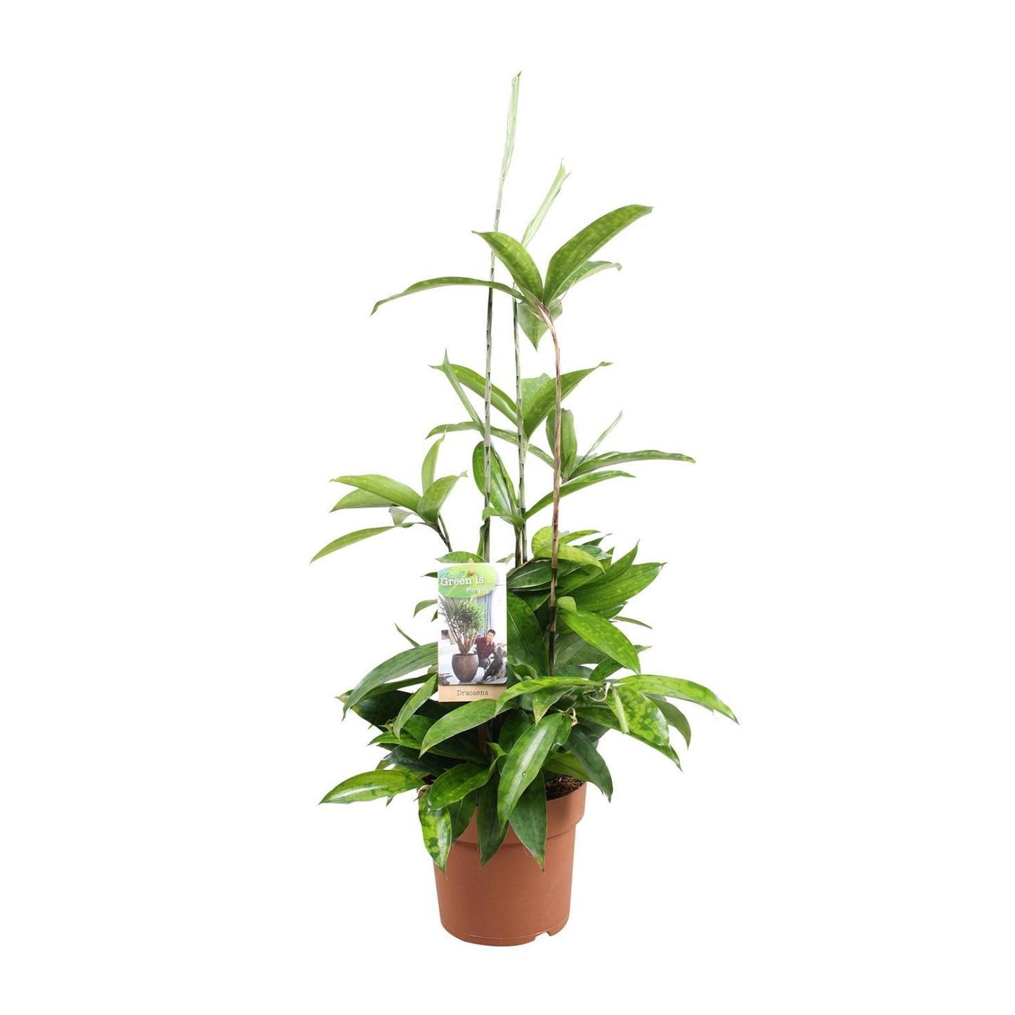 Dracaena Surculosa - Ø17 ↕55