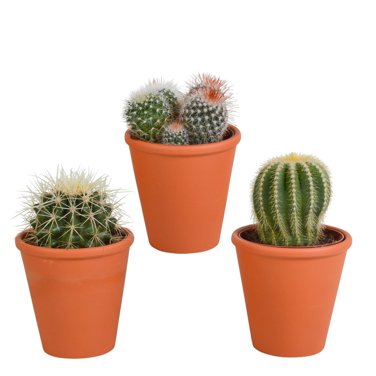 Bolcactus-Mischung - 8,5 cm - im Terracotta Topf