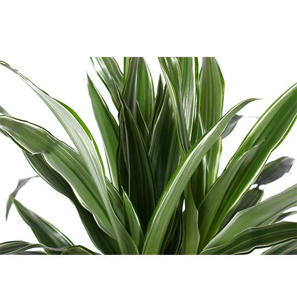 Dracaena Warneckii | Eleganter Drachenbaum im Vibes ROZE Topf | Ø21cm Topf, ↕65cm Höhe