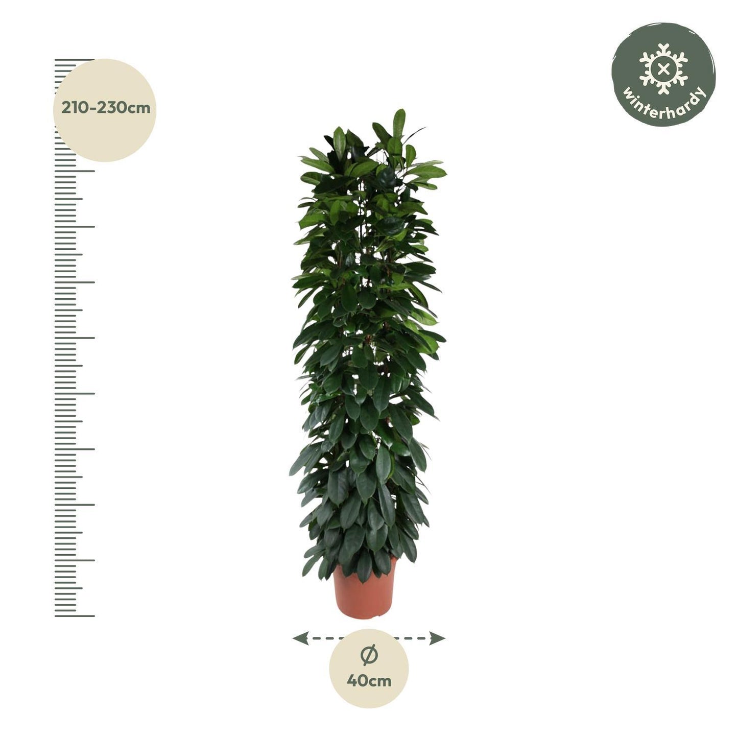 Ficus Cyatistipula Säule - 220 cm - ø40cm