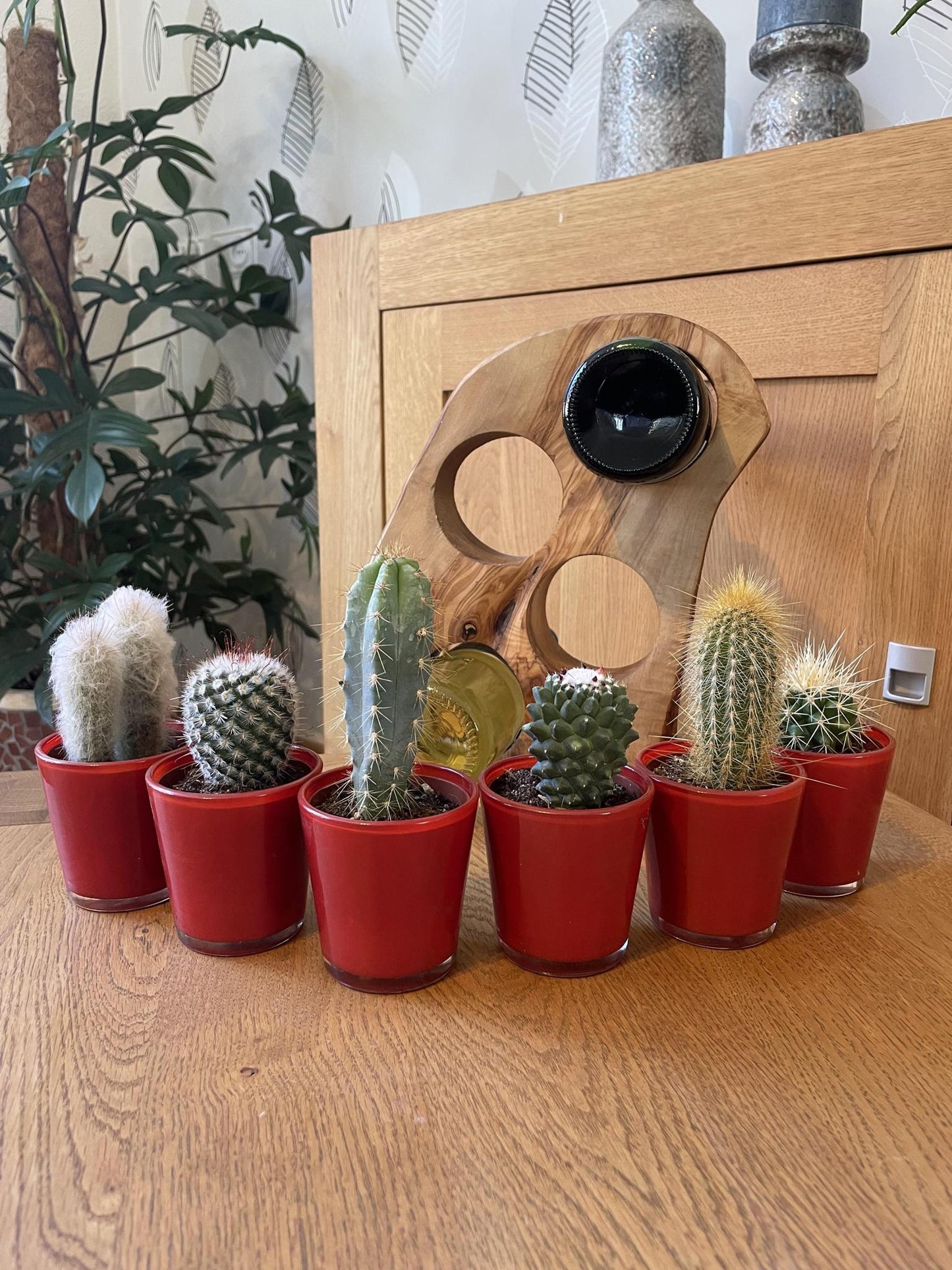 Cactus Mix - 6.5cmØ - 8-15cm hoog- (6 Stuks) - Red Glasses - Ø7.5 cm