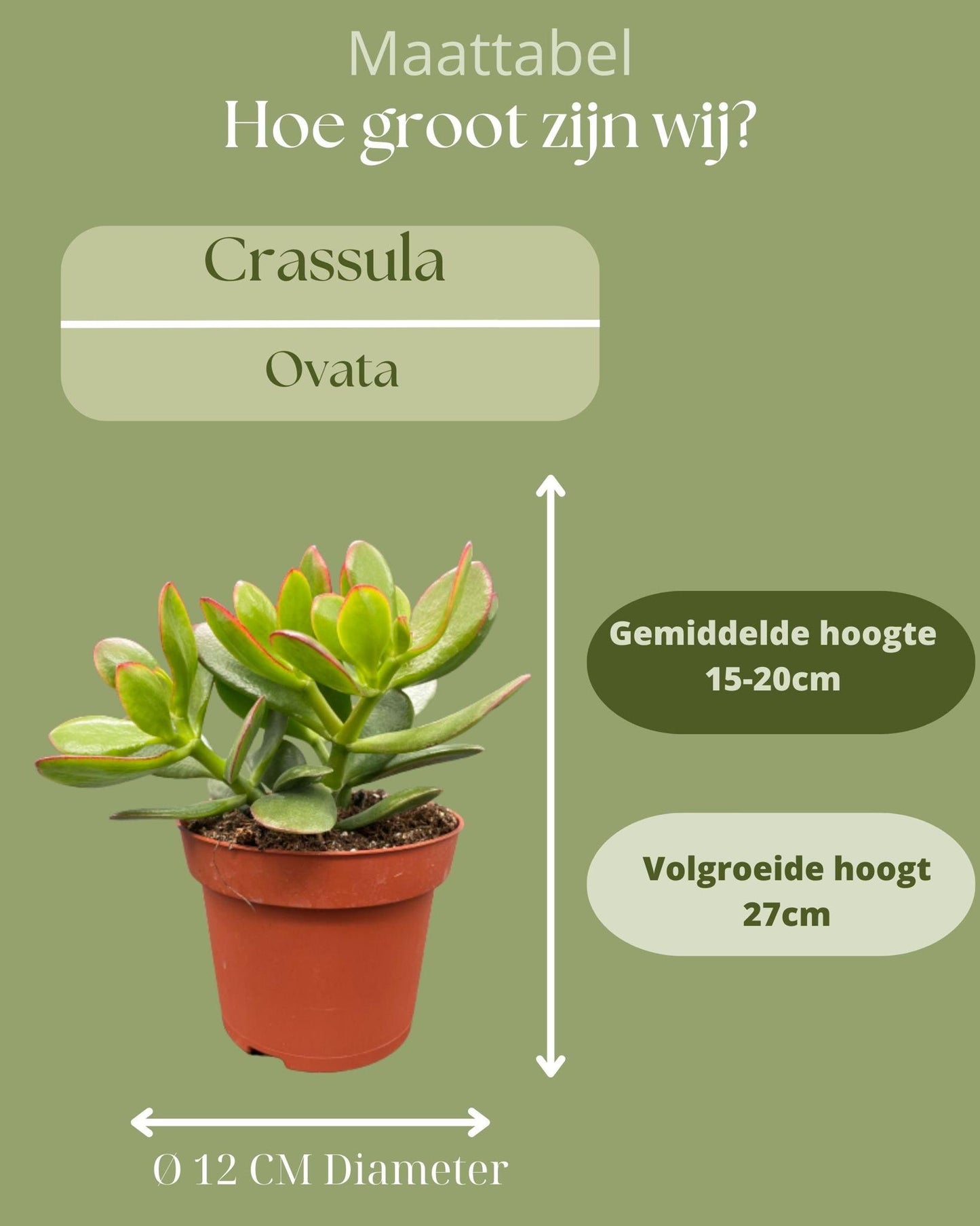 Sukkulenten - Crassula Ovata - 12cmØ- 15-20cm Hoch- (3 Stück)