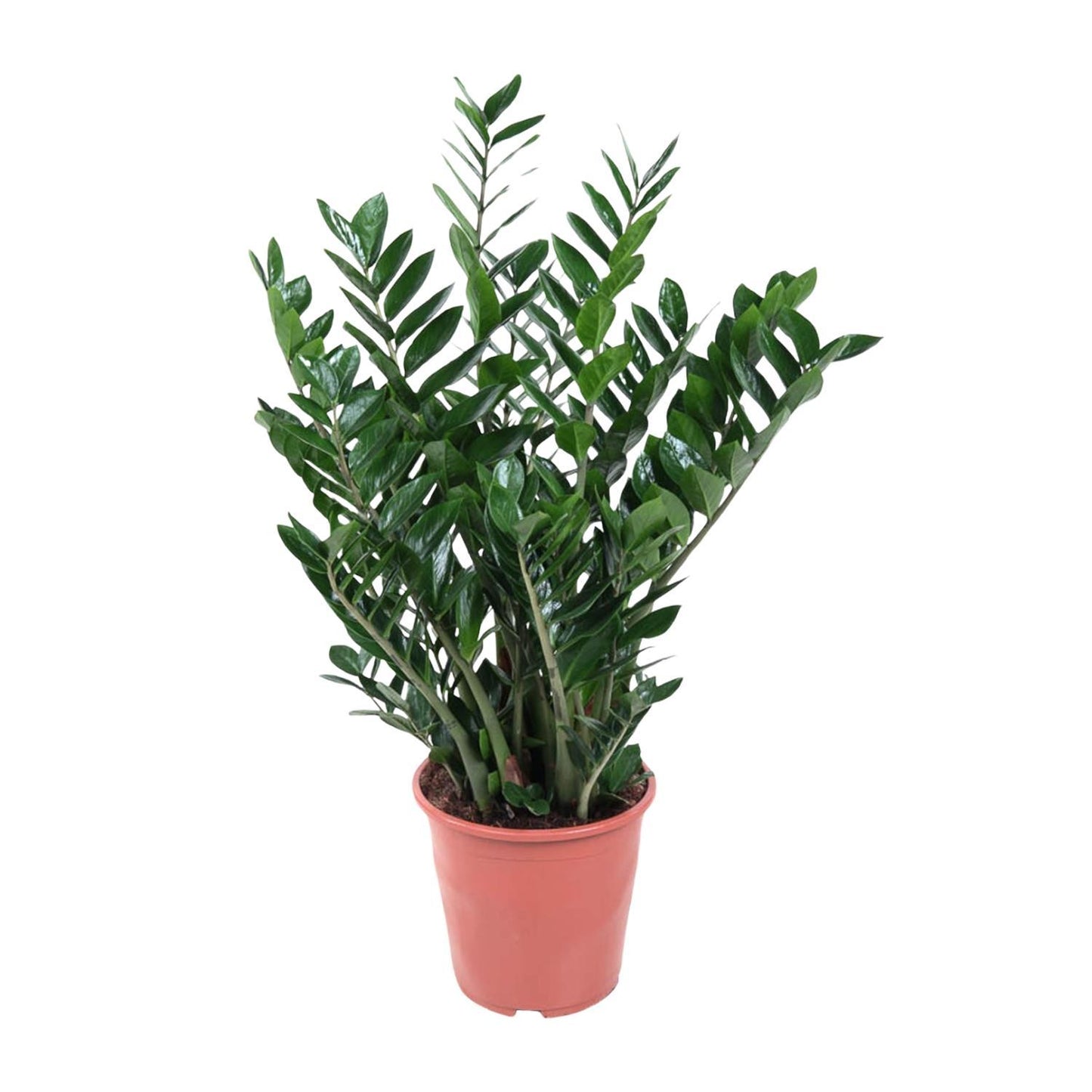 Zamioculcas Zamiifolia - 100 cm - ø27 cm