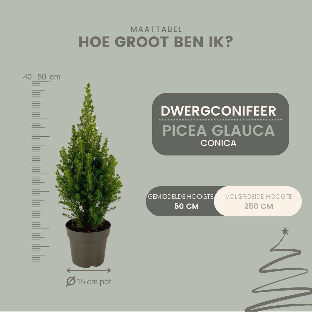 Picea glauca Perfecta - 15 cm Ø - 40 cm ↨