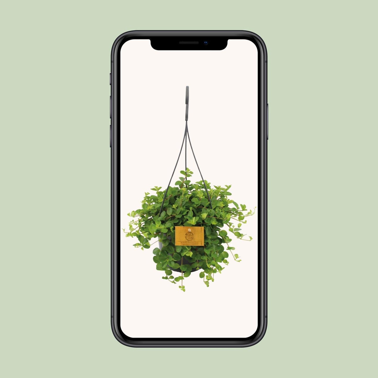 Peperomia Rotundifolia - Ø15cm - ↕25cm