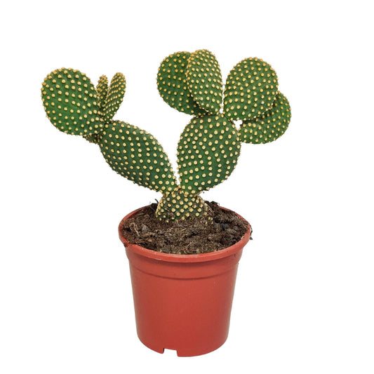 Opuntia microdasys - 17cm - zonder pot