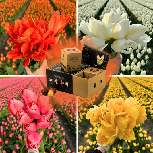 Flowerbulbs Amsterdam Dutch Tulip Mix - Luxusbox mittel, 40 Premium Tulpenzwiebeln, Größe 12+