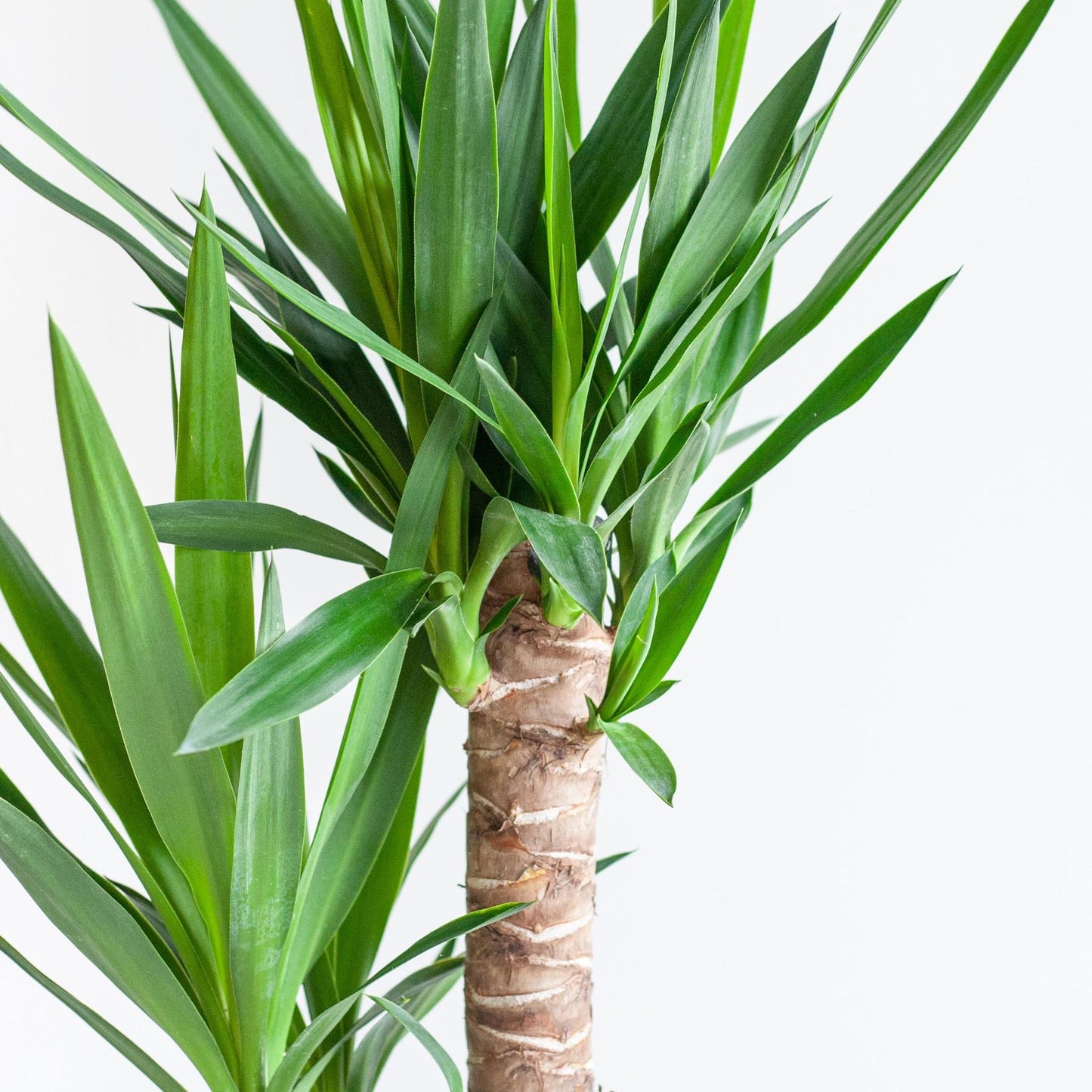 Dracaena  Janet Lindt mit Pflanzkorb Lissabon weiß  - 95cm - Ø21