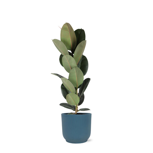 Ficus Elastica Robusta - Ø21cm - ↕90cm im Blauen Topf