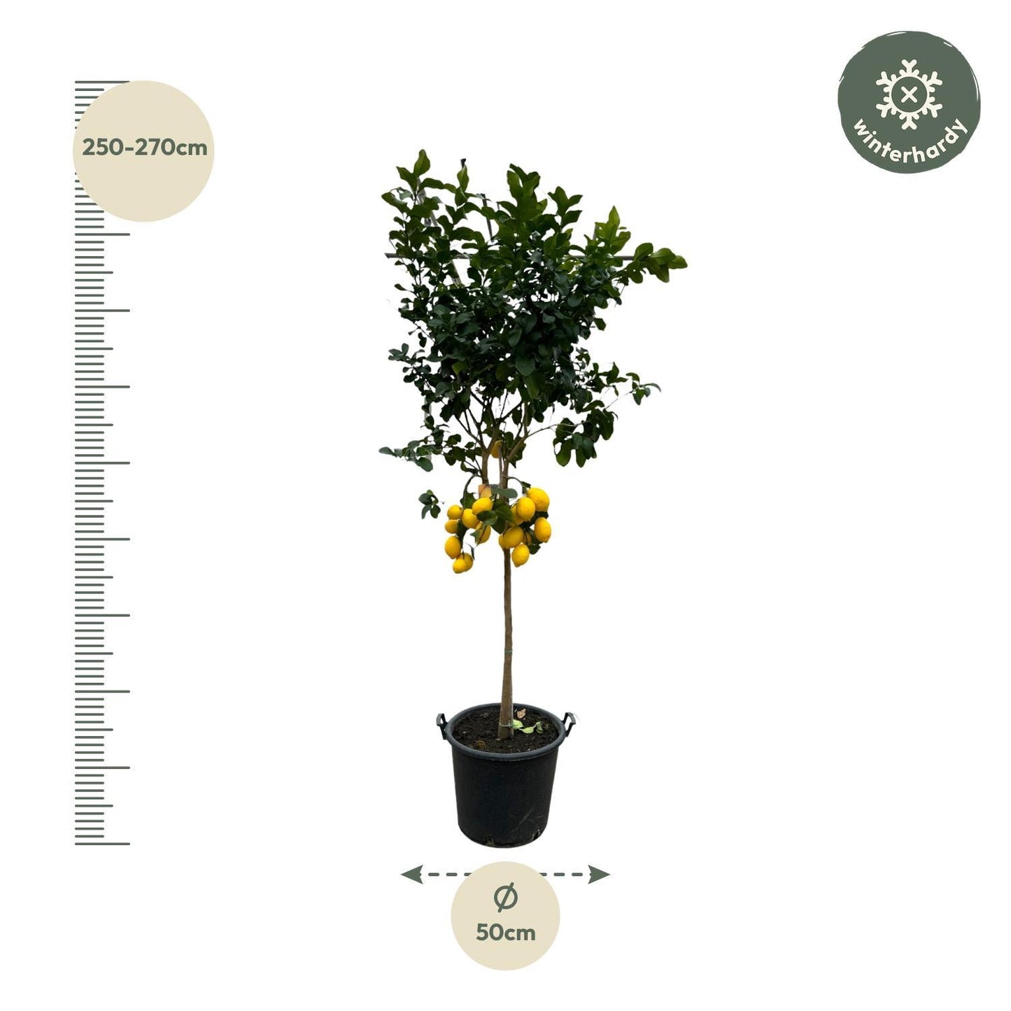 Zitronenbaum - Citrus Lemon - 260 cm - Ø50 cm | Majestätischer Zitrusbaum für Exklusiven Genuss