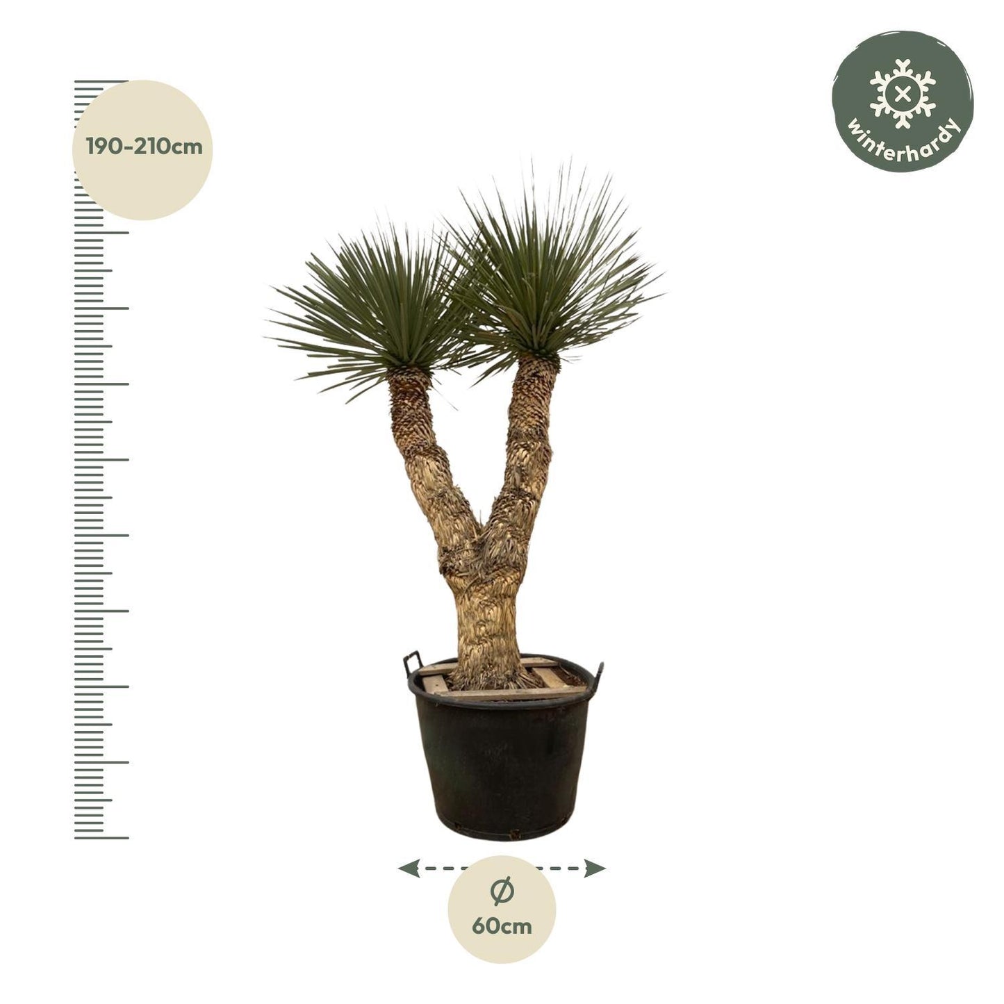 Yucca Rostrata Hidra - 200 cm - ø60 cm