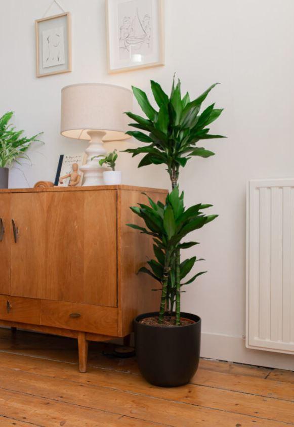 Dracaena Janet Lindt