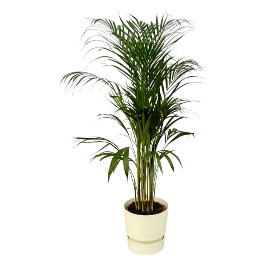 Areca Palme - 110 cm hoch - Ø21cm inkl. Weißem Topf | Pflegeleichte Zimmerpflanze für Ihr Zuhause