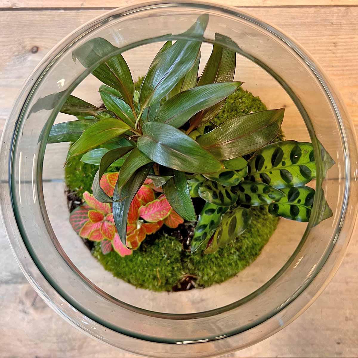 Terrarium - Milky Palm - ↕ 30 cm