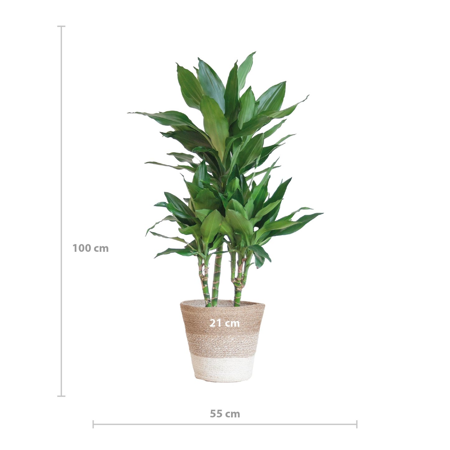 Dracaena  Janet Lindt mit Pflanzkorb Lissabon weiß  - 95cm - Ø21