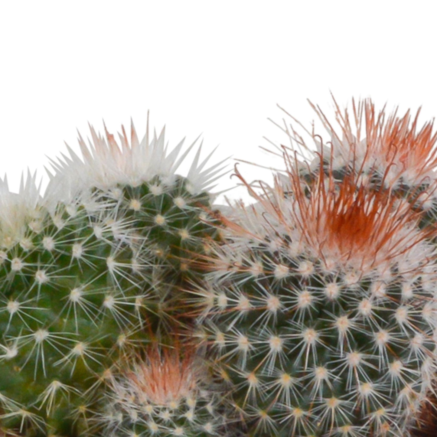 Bolcactus-Mischung - 8,5 cm - im weißen Topf