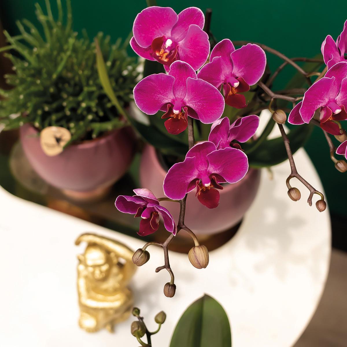 Kolibri Orchids | COMBI DEAL von 2 lila Phalaenopsis Orchideen - Morelia - Topfgröße Ø9cm | blühende Zimmerpflanze - frisch vom Züchter