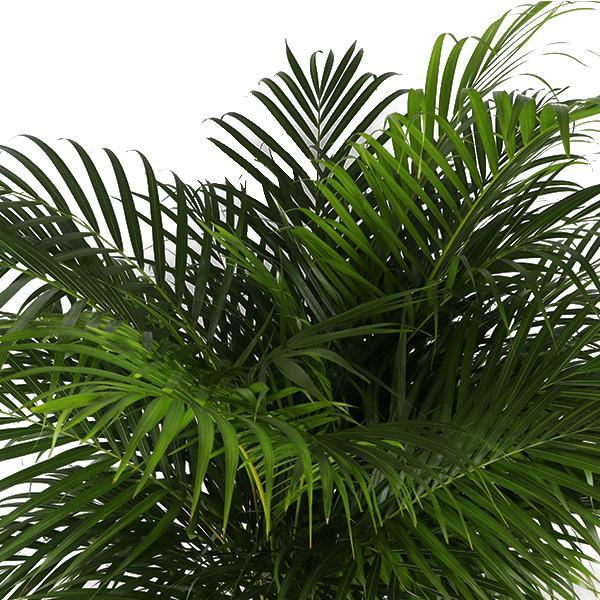 Dypsis Lutescens (Areca Palm) Ø27cm ↕160cm im Albury BLACK Print-Topf