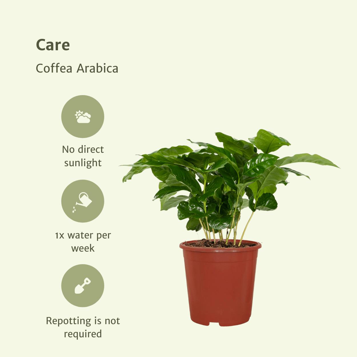 Coffea Arabica (Kaffeepflanze) - 2 Stücke - Ø12cm - ↕25cm