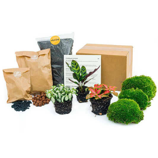 Flaschengarten paket Calathea Makoyana - Package 1