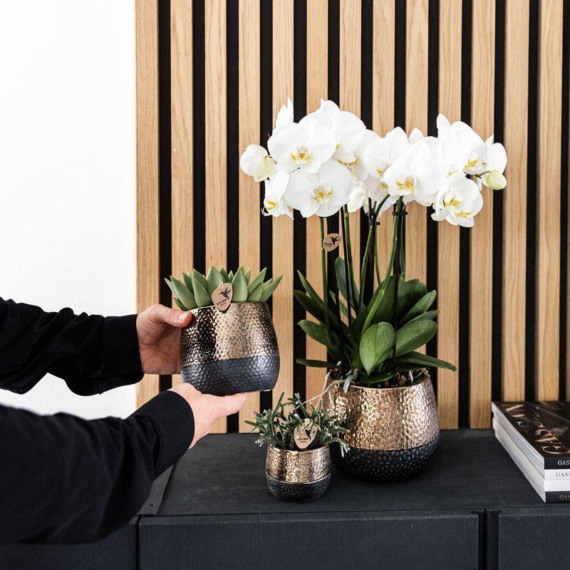 Komplettes Pflanzenset Home Hub | Grünpflanzen mit weißer Phalaenopsis-Orchidee inkl. schwarzen Keramik-Ziertöpfen und Zubehör