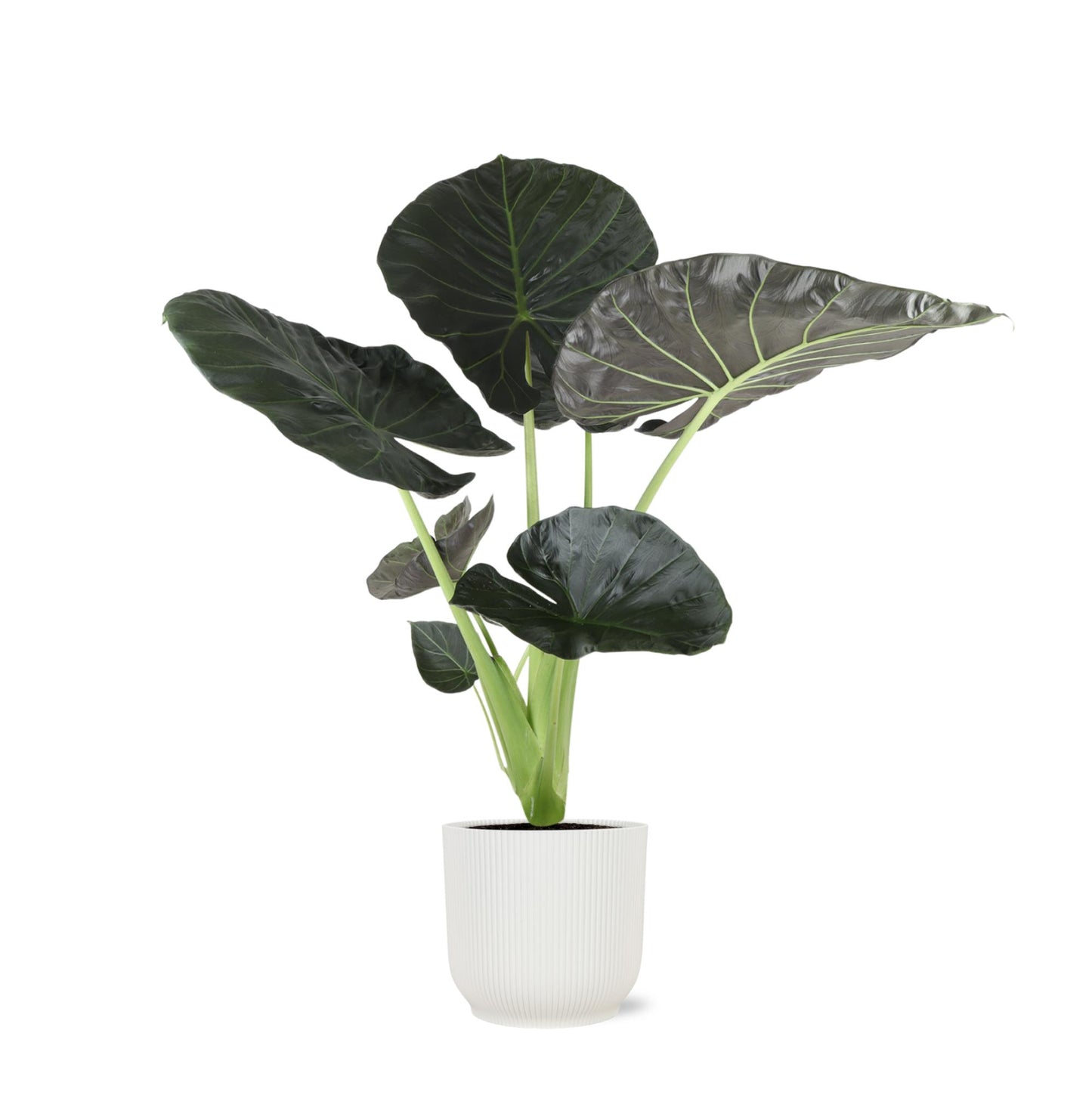 Alocasia Regal Shield Ø21cm - ↕100cm (Weißer Topf)