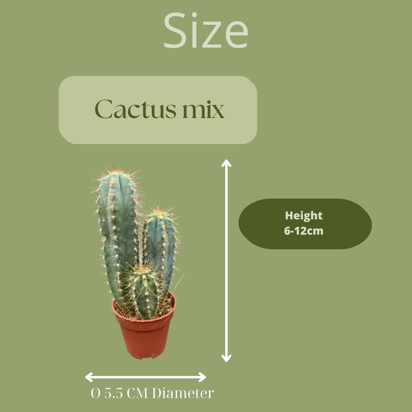 Cactus Mix 20 Verschillende Soorten- 5.5cm Ø- 6-12cm hoog- (20 Stuks)