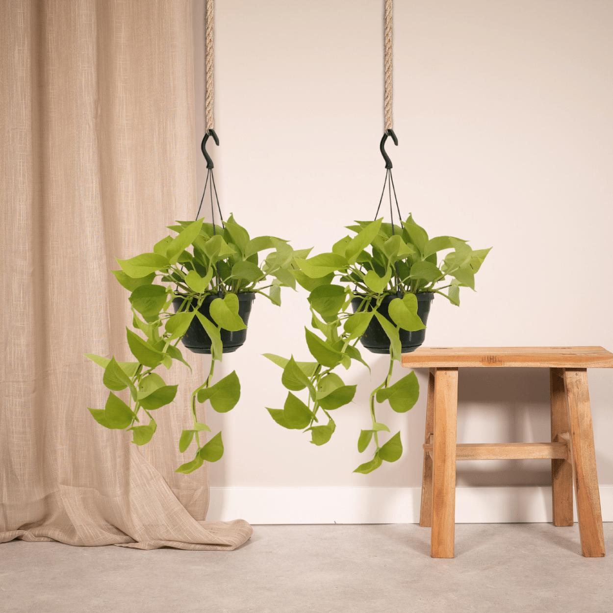 Epipremnum Golden Pothos (Scindapsus) - 2 Stücke - Ø15cm - ↕25cm