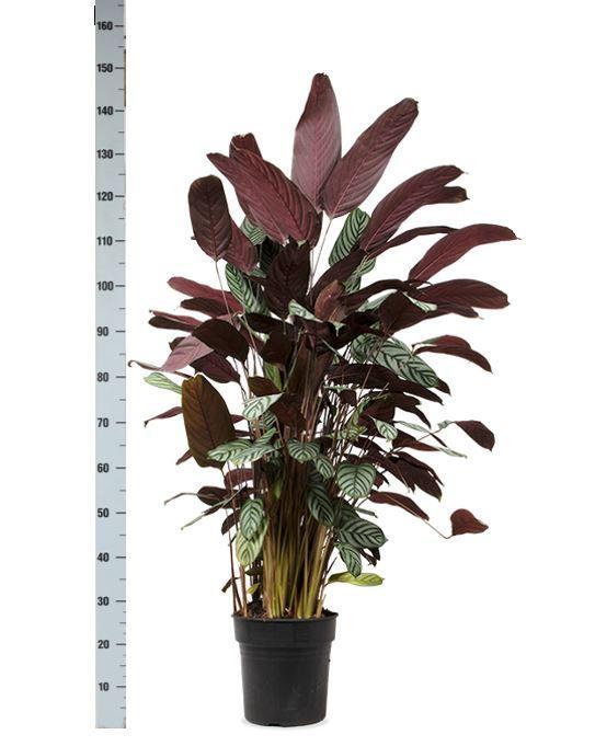 Calathea Oppenheimiana | Große Zimmerpflanze 130cm | Ø27cm Topf