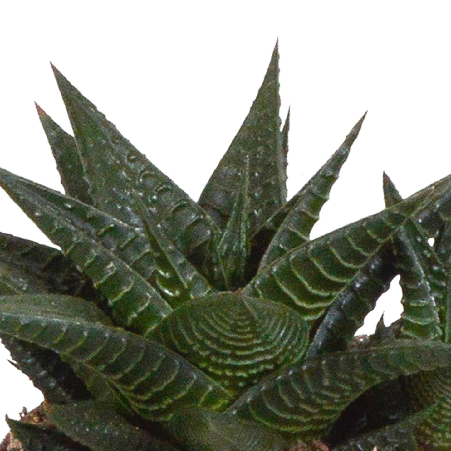 Gasteria/Haworthia-Mischung 8,5cm - 3x - im weißen Topf